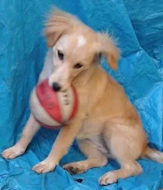 Cachorro ra a Semelhança com Golden Retriever - Raça Desconhecida idade 7 a 11 meses nome Princesa