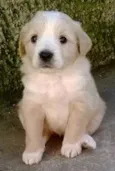 filhotes