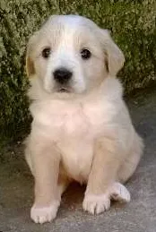 Cachorro ra a SRD idade Abaixo de 2 meses nome filhotes