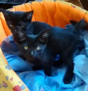 Gato raça  idade 2 a 6 meses nome sem nome