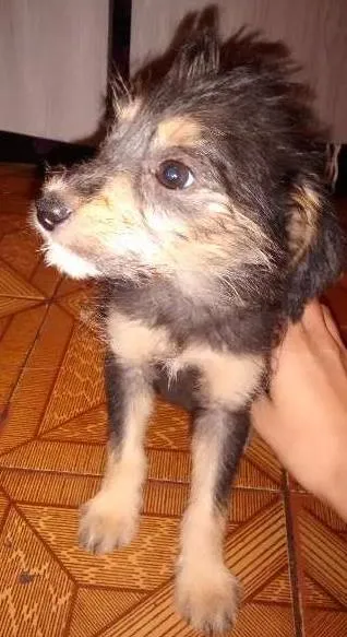 Cachorro ra a vira lata idade 2 a 6 meses nome sem nome