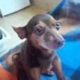 choquito