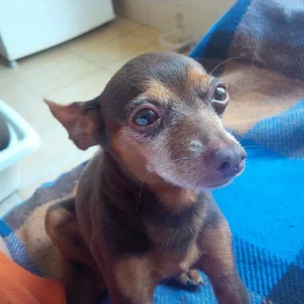 Cachorro ra a pincher idade 6 ou mais anos nome choquito