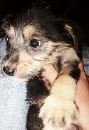Cachorro raça vira lata idade 2 a 6 meses nome sem nome