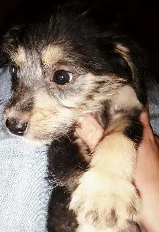 Cachorro ra a vira lata idade 2 a 6 meses nome sem nome