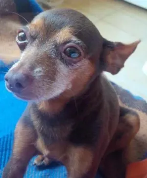 Cachorro raça pincher idade 6 ou mais anos nome choquito