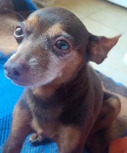 Cachorro ra a pincher idade 6 ou mais anos nome choquito
