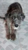 finn