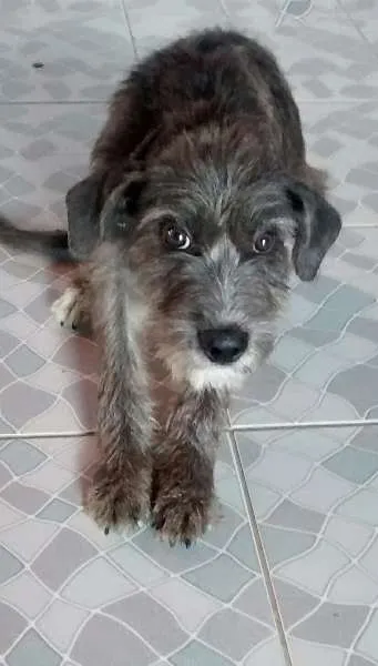 Cachorro ra a vira lata  idade 2 a 6 meses nome finn