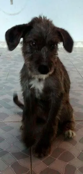 Cachorro ra a vira lata  idade 2 a 6 meses nome finn