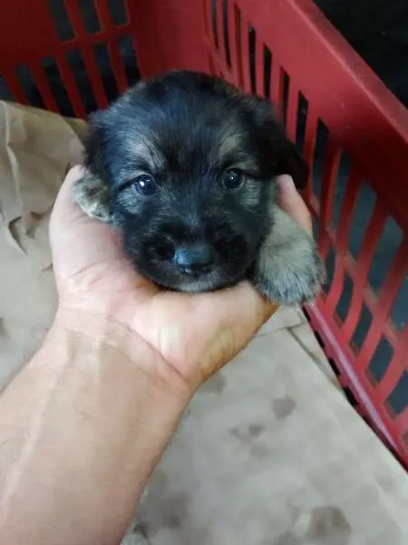Cachorro ra a vira lata idade Abaixo de 2 meses nome nino
