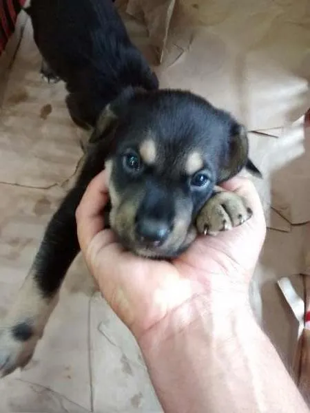 Cachorro ra a vira lata idade Abaixo de 2 meses nome nino