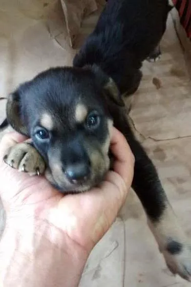 Cachorro ra a vira lata idade Abaixo de 2 meses nome nino
