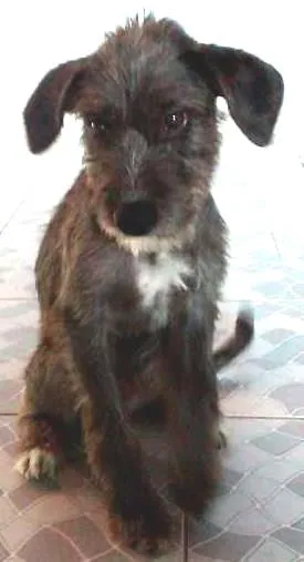 Cachorro ra a vira lata  idade 2 a 6 meses nome finn