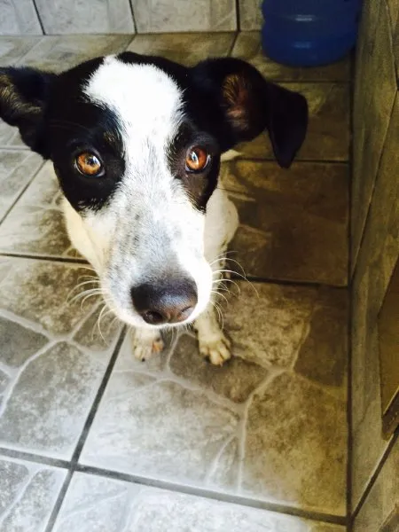 Cachorro ra a Vira Lata idade 2 a 6 meses nome Layon