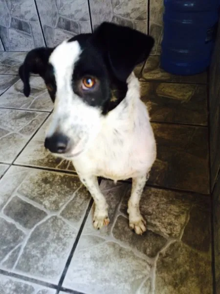 Cachorro ra a Vira Lata idade 2 a 6 meses nome Layon