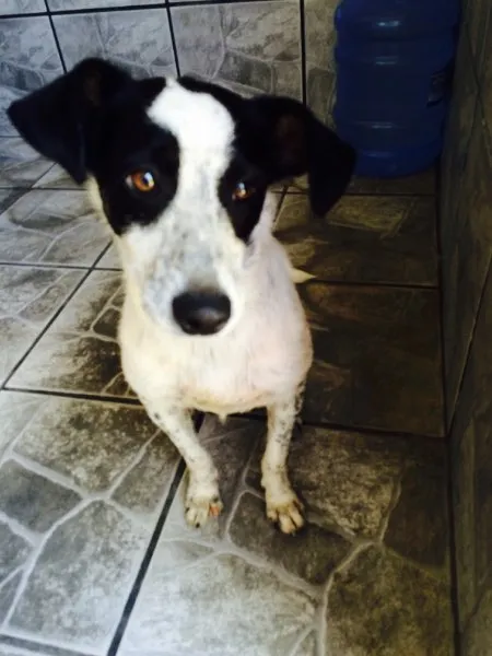 Cachorro ra a Vira Lata idade 2 a 6 meses nome Layon