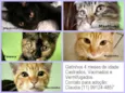 Gatinhos