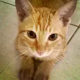Gatinhos