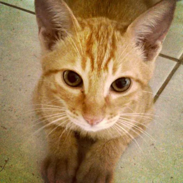 Gato ra a SRD idade 2 a 6 meses nome Gatinhos