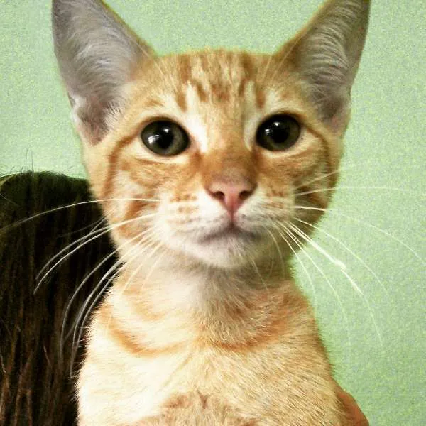 Gato ra a SRD idade 2 a 6 meses nome Gatinhos