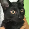 Gatinhos