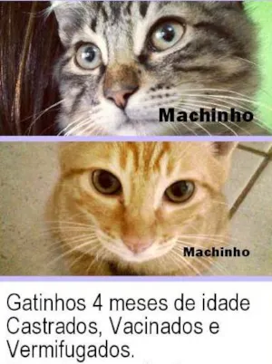 Gato raça SRD idade 2 a 6 meses nome Gatinhos