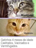 Gatinhos