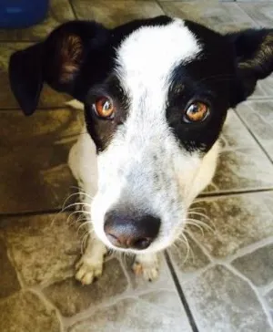 Cachorro raça Vira Lata idade 2 a 6 meses nome Layon