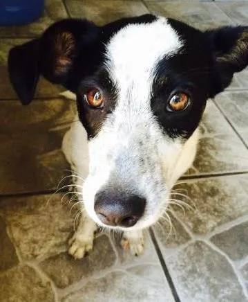 Cachorro ra a Vira Lata idade 2 a 6 meses nome Layon