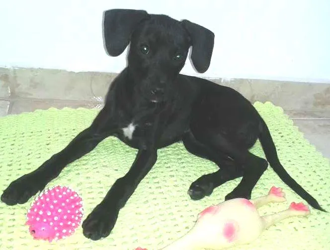 Cachorro ra a SRD idade 2 a 6 meses nome Fihotinha