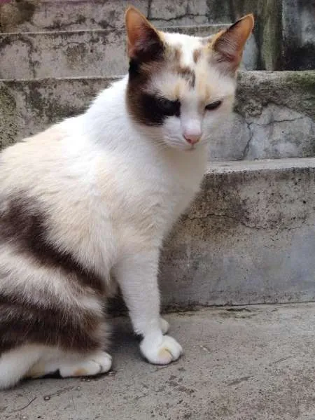 Gato ra a Vira Lata idade 5 anos nome Sofia e Pig