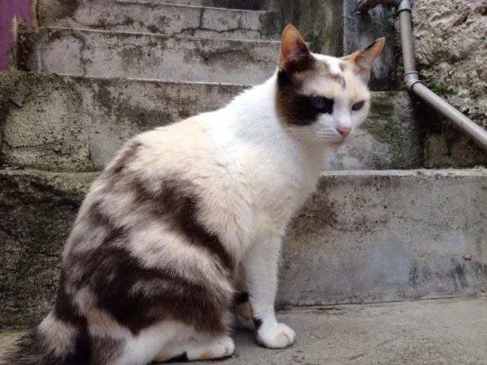 Gato ra a Vira Lata idade 5 anos nome Sofia e Pig