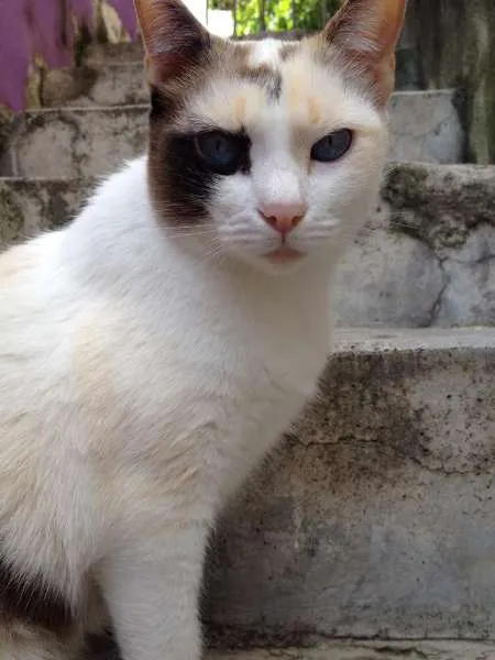 Gato ra a Vira Lata idade 5 anos nome Sofia e Pig