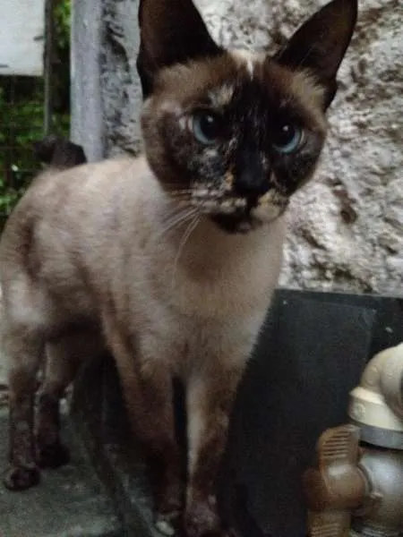 Gato ra a Vira Lata idade 5 anos nome Sofia e Pig