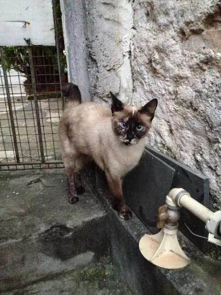 Gato ra a Vira Lata idade 5 anos nome Sofia e Pig