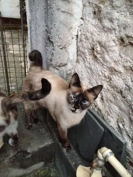 Gato ra a Vira Lata idade 5 anos nome Sofia e Pig