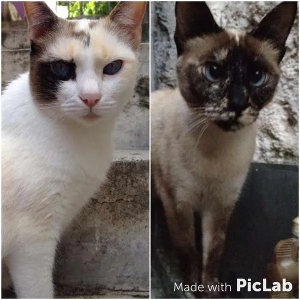 Gato ra a Vira Lata idade 5 anos nome Sofia e Pig