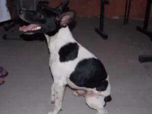 Cachorro raça vira-lata idade 2 anos nome Sebozim