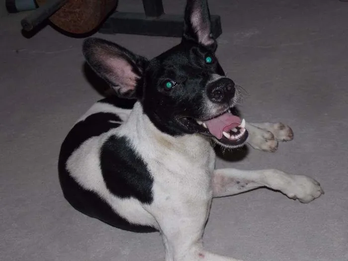 Cachorro raça sem raça idade 2 anos nome Sebozim