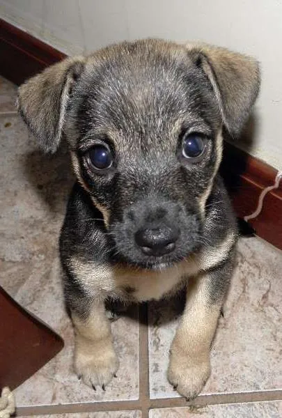 Cachorro ra a SRD idade Abaixo de 2 meses nome chiquinho