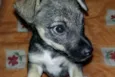 chiquinho