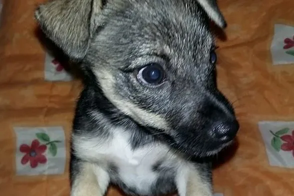 Cachorro ra a SRD idade Abaixo de 2 meses nome chiquinho