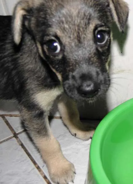 Cachorro ra a SRD idade Abaixo de 2 meses nome chiquinho