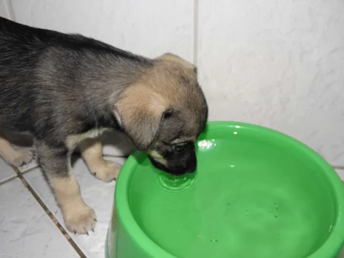 Cachorro ra a SRD idade Abaixo de 2 meses nome chiquinho