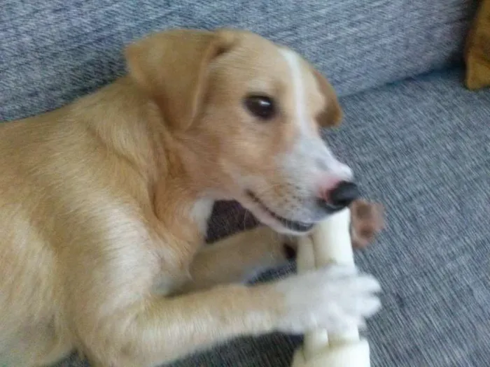 Cachorro ra a SRD idade 1 ano nome Lily