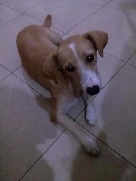 Cachorro ra a SRD idade 1 ano nome Lily