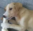 Lily