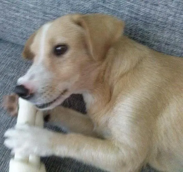 Cachorro ra a SRD idade 1 ano nome Lily