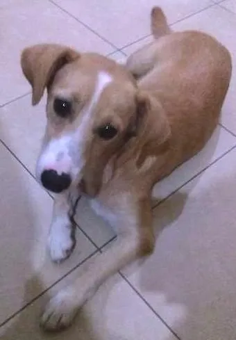 Cachorro ra a SRD idade 1 ano nome Lily